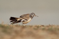 Skrivan dudkovity - Alaemon alaudipes - Greater Hoopoe-Lark o0403